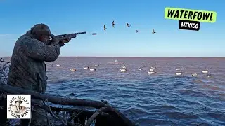 Incredible Bird Hunting in Mexico