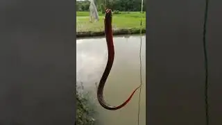 #fyp inilah si penghuni ruyuk kiray nya bolo dikira babon teryata ABG🤣
