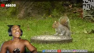 IShowSpeed Gets Jumpscared By A SQUIRREL💀