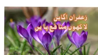 Safron Production technology,  Zaffran ki paidawari technology, zafran ki kasht janobi punjab men