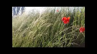 Perfume de Tilo en Flor (Judith Brandenburg)