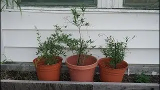 Pomegranate Tree 1 Year Update