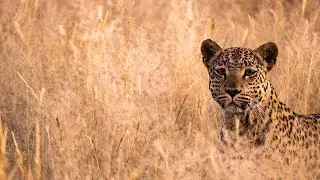 Tracking LEOPARDS in Namibia // Namibia Travel Vlog Ep 2