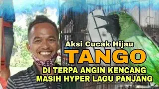 Aksi Burung Cucak Hijau TANGO Diterpa Angin Kenceng Tetap HYPER AKTIF Tembakan Panjang
