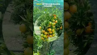 Orange 🍊 plants Nursery || Contact-📞9394677085|| #plantation #plantsofindia #gardenshop #gardening