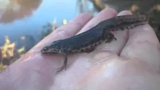 Alpenwatersalamander