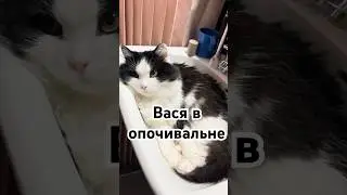 Васино лежбище #котваська #финляндия #видосыоткота #котизволгограда #cat #кошки #смешныекоты #котики
