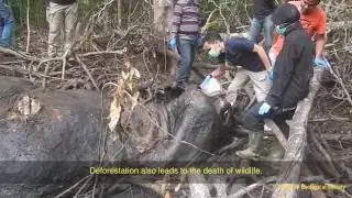 Realities of unsustainable Palm Oil in Sumatra | WWF-Singapore