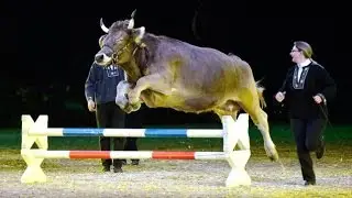 Reitkuh Circe / Cow Circe