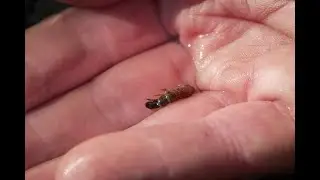 Bugs and Trout Forage of Mountain Lakes