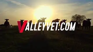 Livestock Supplies From Valley Vet Supply: It&rsquo;s Everything You Deserve