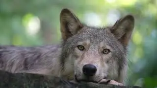 Contemplative Moments with Gray Wolf Inspire Change