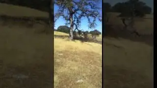 Dave dropping an oak at jack's