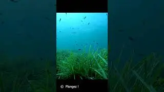 Plongez! - castagnoles posidonie - Chromis chromis - Porquerolles 01 #plongee #plong&eacute;esousmarine