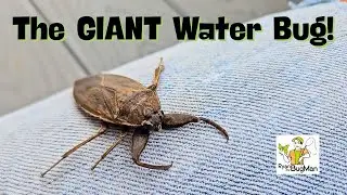 The Giant Water Bug: Nature&rsquo;s Savage Underwater Predator!