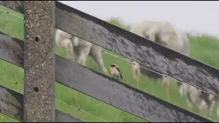 Eastern Black-eared Wheatear in the Netherlands - Oostelijke blonde tapuit