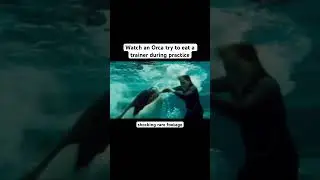 Captive Orca gets mad at Trainer