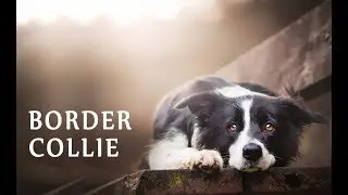Border Collie: Breed Information
