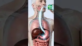 This Is What Happens Inside Your Body When You Drink Sprite! 😳 | 3D Anatomy Animation #humanbody