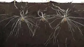 Beneath the soil - Potato tuber timelapse