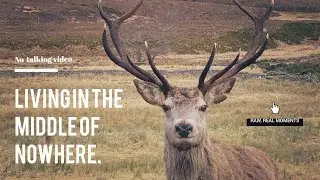 Living in the middle of nowhere | Soothing nature sounds | No-talking video.