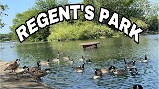 REGENT’S PARK,DUCK SWIMMING UNDERWATER,WATERFOWL