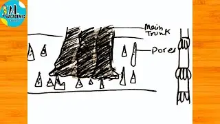 How to draw Aerial Roots | Aerial Root Drawing | Pneumatophores Drawing | Silt Root Drawing