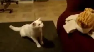 HILLAREOUS CATS! SO FUNNY!
