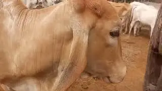 Tocando a boiada 
