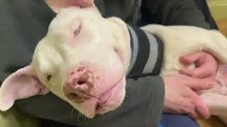 Passion 4 Paws: ADOPT EVIE MARIE!
