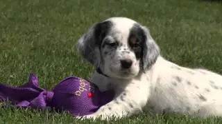 Puppies Test Out New Dog Toys (DrsFosterSmith)