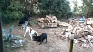 dogs at play