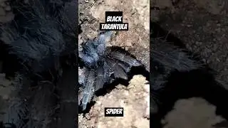 #blacktarantula #spider #viral #short #spidersoftheworld #spiderseason #insects #insectshunter