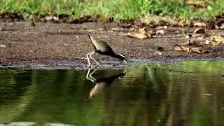 Bronze winged Jacana Call | Bird Song |Singing Bird | Bird Potography | Koko Cambodia | ព្រហីតខ្មៅ