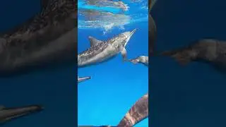 Georgia Oceans Black Sea Coastal Life #short