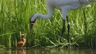 Whooping Crane