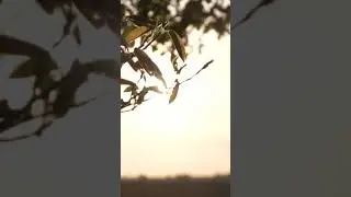 1036 51621