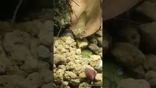 Indian native shrimp #aquarium #fishcare #aquariumfun #fishkeeping #trending #shortsvideo #shrimps