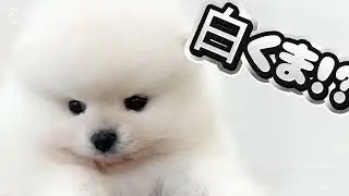 【1/12撮影】圧倒的に可愛い！マルワンプレミアム認定のポメちゃんが登場♪