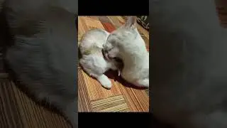 Kucing Lucu #Shorts #Shortsvideo #KucingLucu #KucingKawaii #shortsvideo