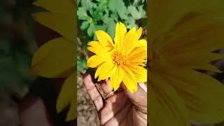 Affordable more plants 10 rs plants # low price plants from coimbatore #6379042442