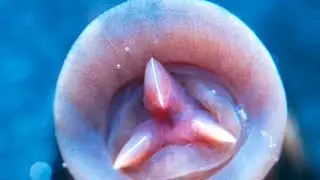 The Most Disgusting BUGS In The World