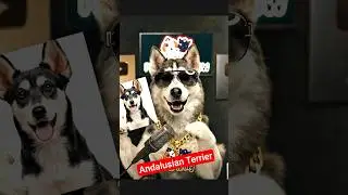 Andalusian Terrier Dog Breed Info | Price & Temperament in India | Pets Army 🐶