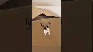 Cats and Cardboard Boxes #cat #funny #animals #funnycats