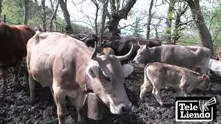 FERIA GANADERA de San Benito en Barcenaciones, Cantabria