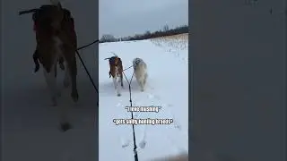 They might not be huskies, but they still like mushing 🛷 #dogsledding #mushing #dogsports