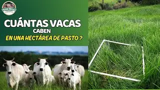 Cuántas vacas caben en una hectárea de pasto #ganaderiacolombiana #ganaderoscolombia