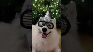 New Year = More Chaos, More Craziness #samoyed #dog #shorts #newyear