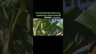 Getting it out the dirt #farmers #blackfarmer #blackfarmers #hopkinsvillage  #belize #growingfood