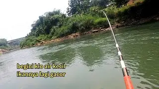 🟡 SPOT MANCING POTENSIAL ‼️IKAN TAWES, TAWES SIRIP MERAH ARUS DERAS ‼️